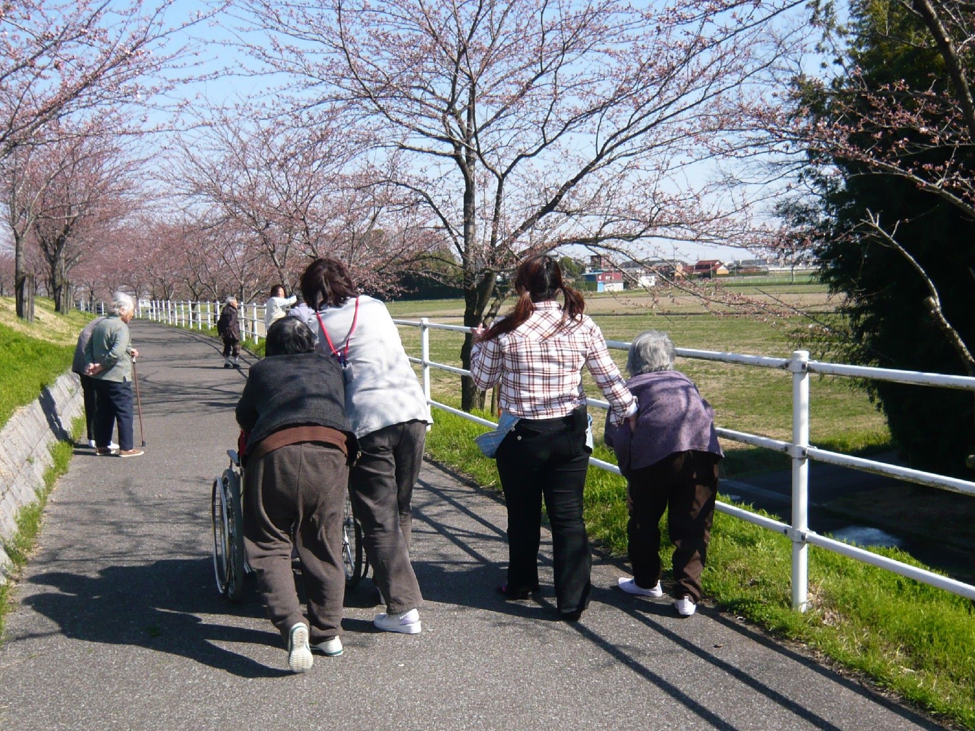 桜の花の下を散歩する高齢者と施設のスタッフ。温かい日差しを浴びている様子