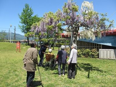 満開に咲く藤の花を眺めている入居者と付き添いのスタッフ。杖をついている入居者や車いすの入居者もいる。