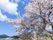 桜が咲く清々しい景色