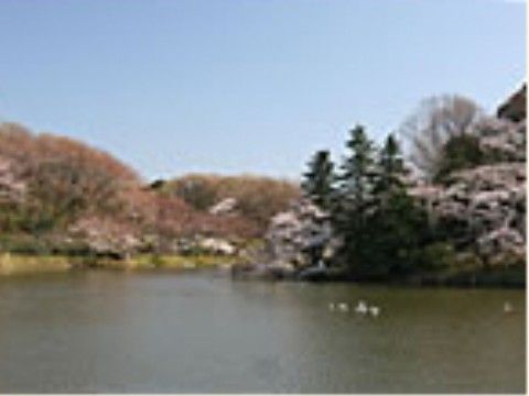 近隣の公園は自然豊かで、季節に応じ桜やさまざまな草花を楽しむことができ、日々の散策や、日光浴ができる。