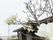 白い花が咲く庭
