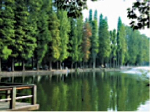 大木が並ぶ沼の周りの道を、多くの人が歩いている。沼の周りには木製のデッキが２カ所あり、右端には噴水も見える。