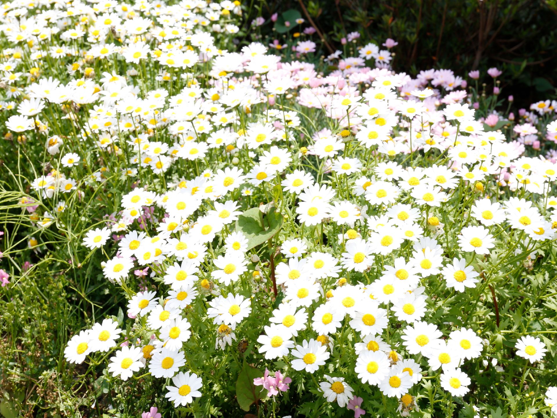 施設の敷地内の花壇に植えられた花の画像。白いマーガレットやピンクの可愛らしい花がびっしりと植えられている。