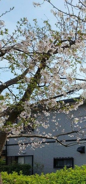 桜と建物の風景