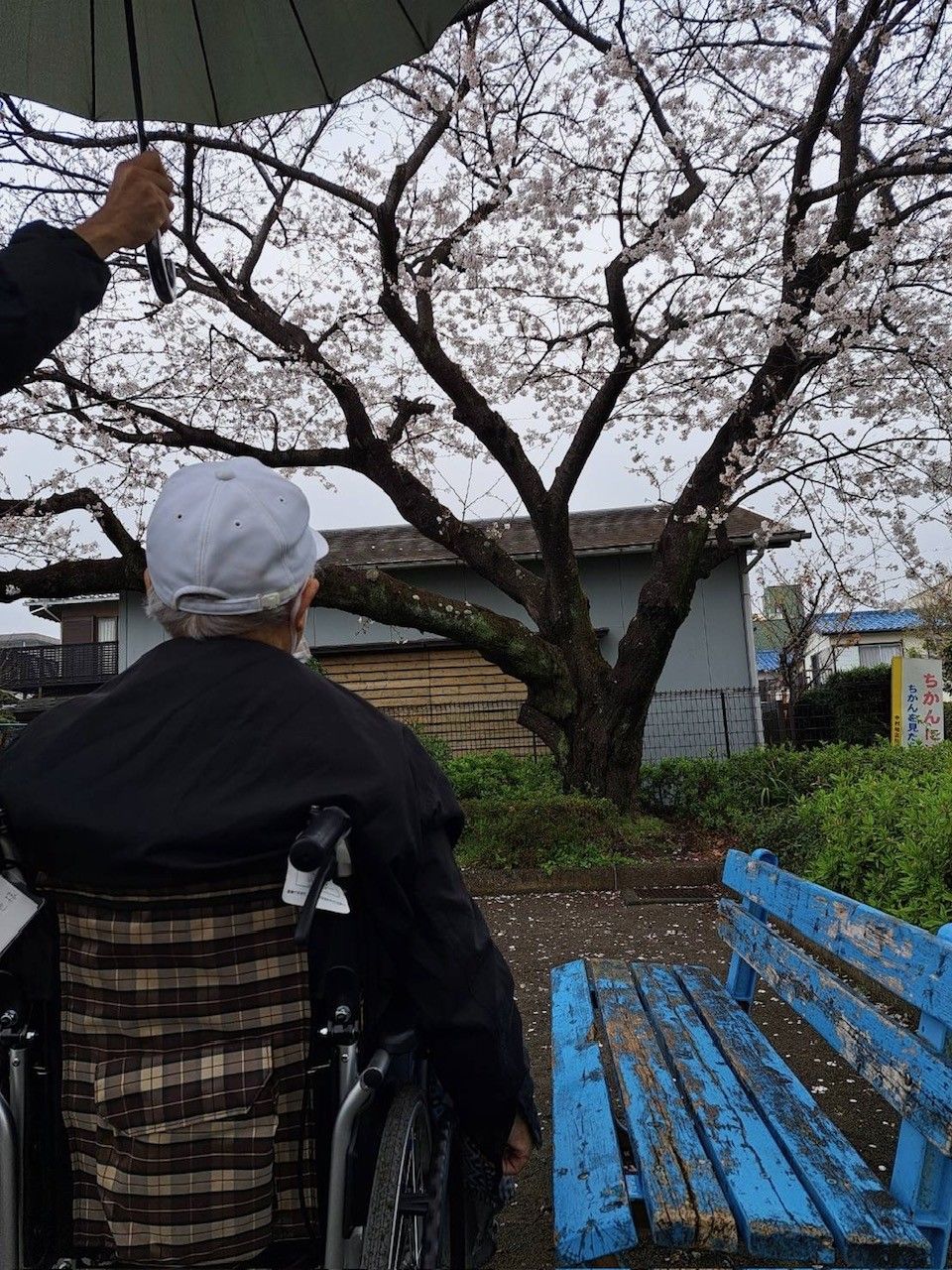 桜を見る車椅子の方