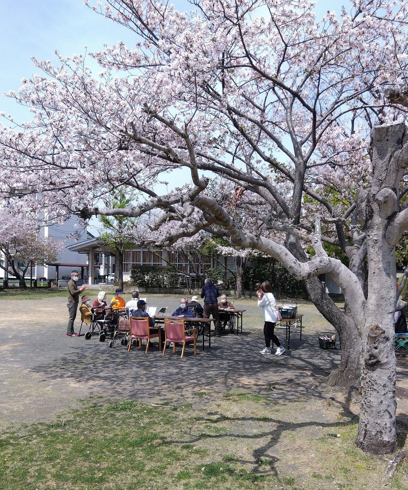 桜の木と共に過ごすひと時