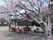 桜の木と共に過ごすひと時