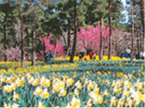 広大な敷地に四季折々の花々が咲き誇る公園の様子。イベントなども盛りだくさんで年中楽しんでいただける。