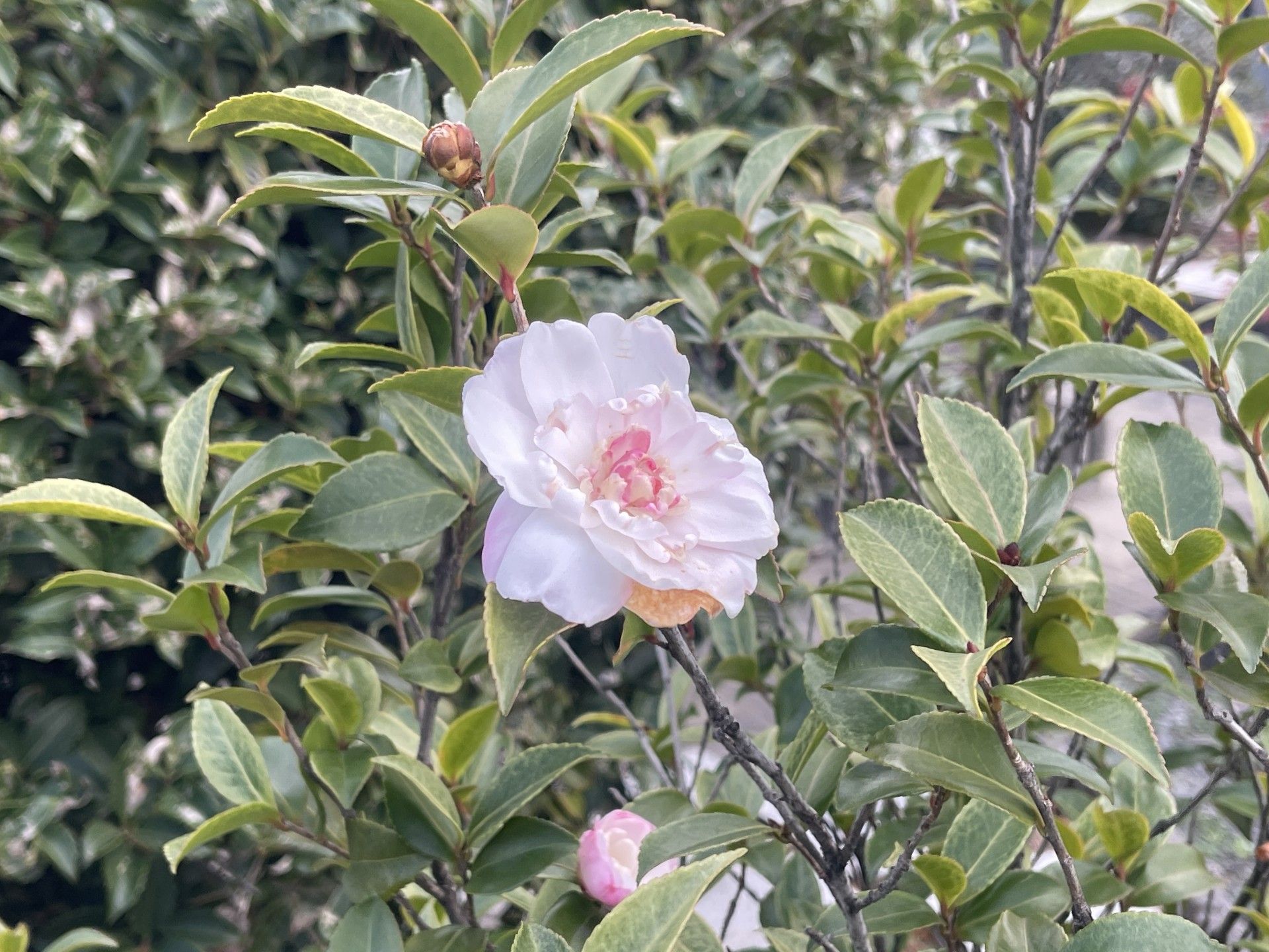 白い花が咲く庭