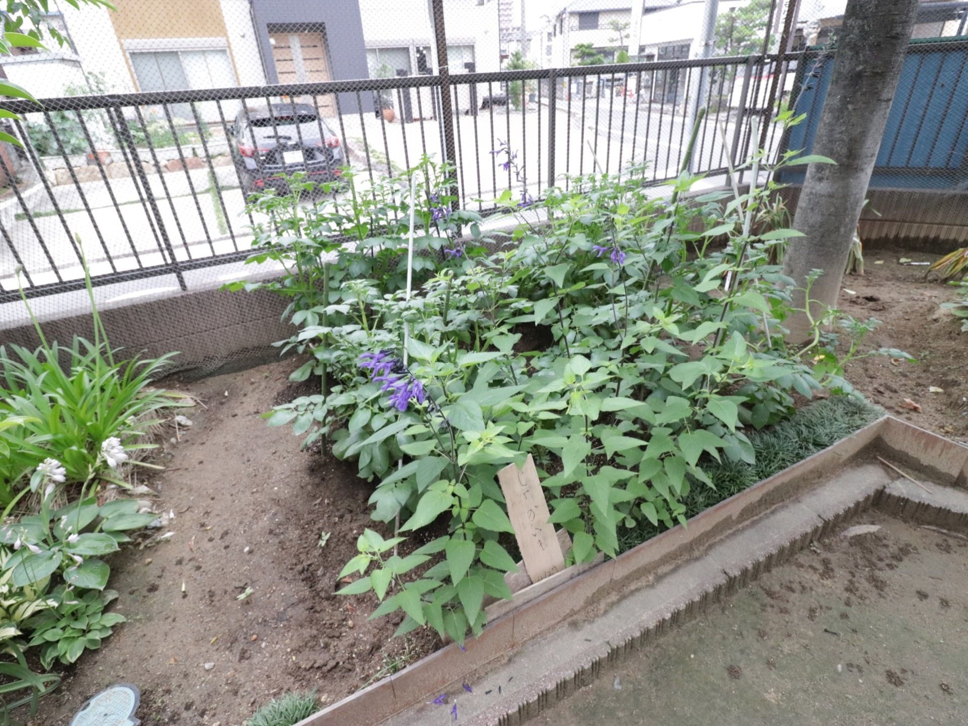 きれいに手入れされた庭には、木だけでなく、四季折々の花も咲いている。ご自宅の庭を眺めるようで心が和む。