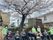 桜の下で過ごす人々