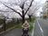 桜並木と車椅子の方