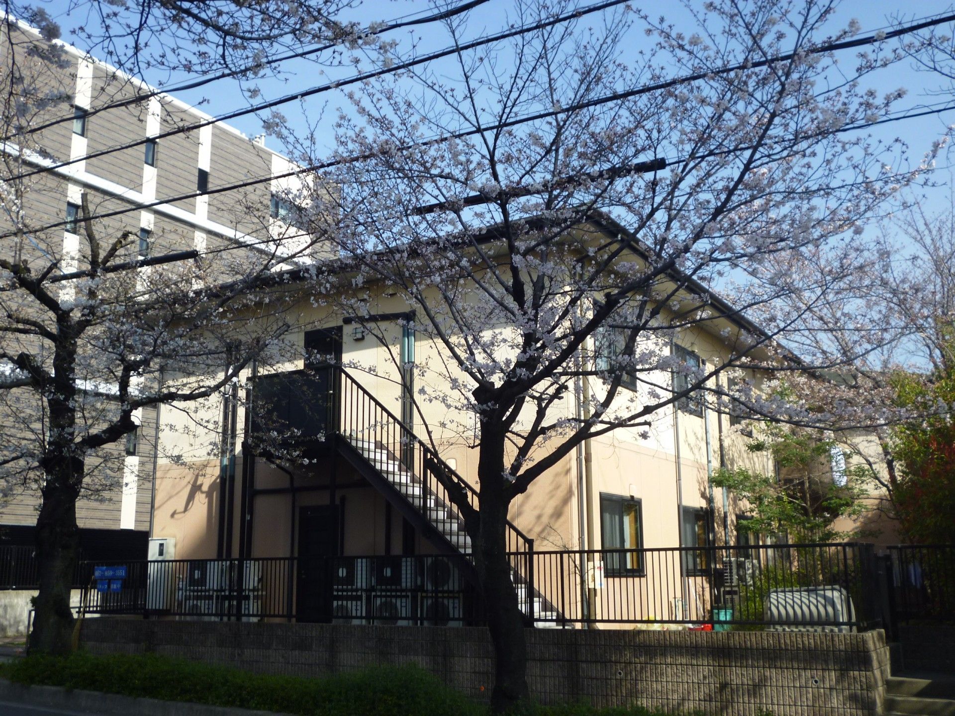 桜並木に囲まれた建物