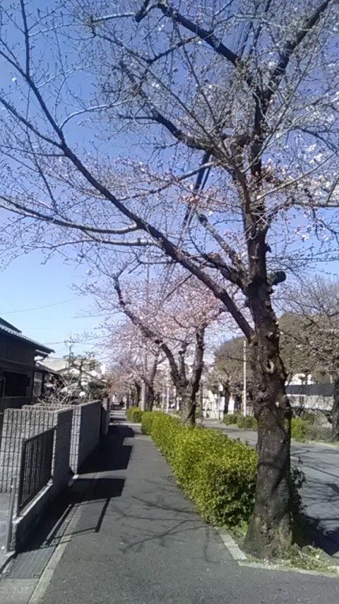 桜並木の散策路