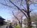 桜並木の散策路