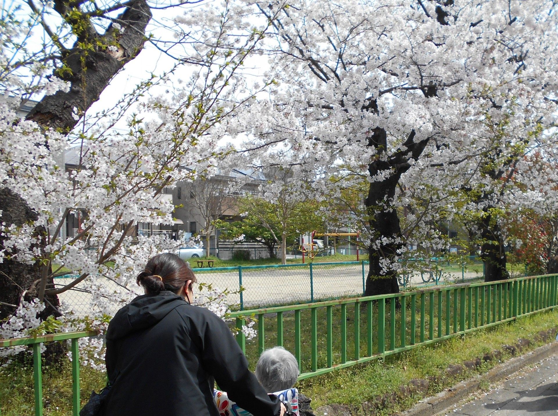 桜並木と散歩する人々