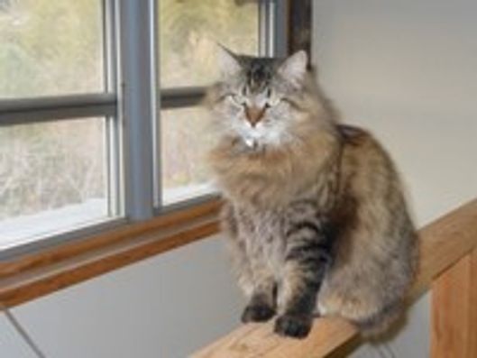 愛猫