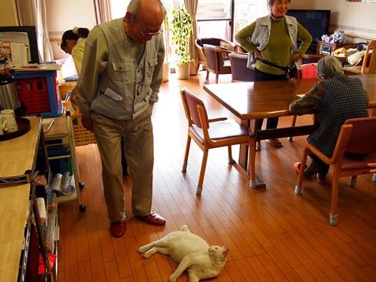 フローリングの共有スペースで寝転がる白い猫と、その猫を見て笑顔になっている高齢男性。