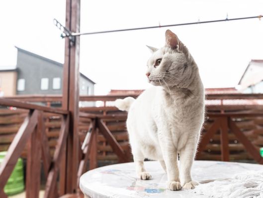 アニマルセラピー