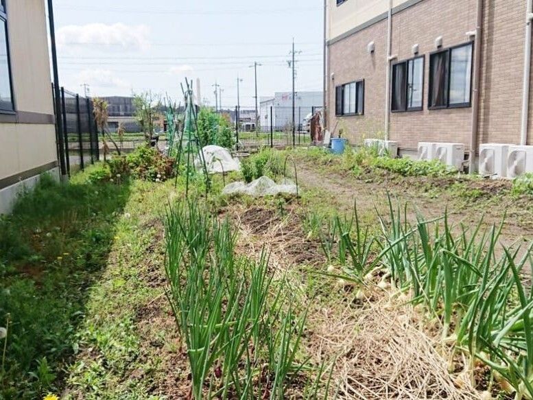 たくさんの野菜が植えられた広い菜園がホームのすぐそばにある。畑の奥には町が広がっている。