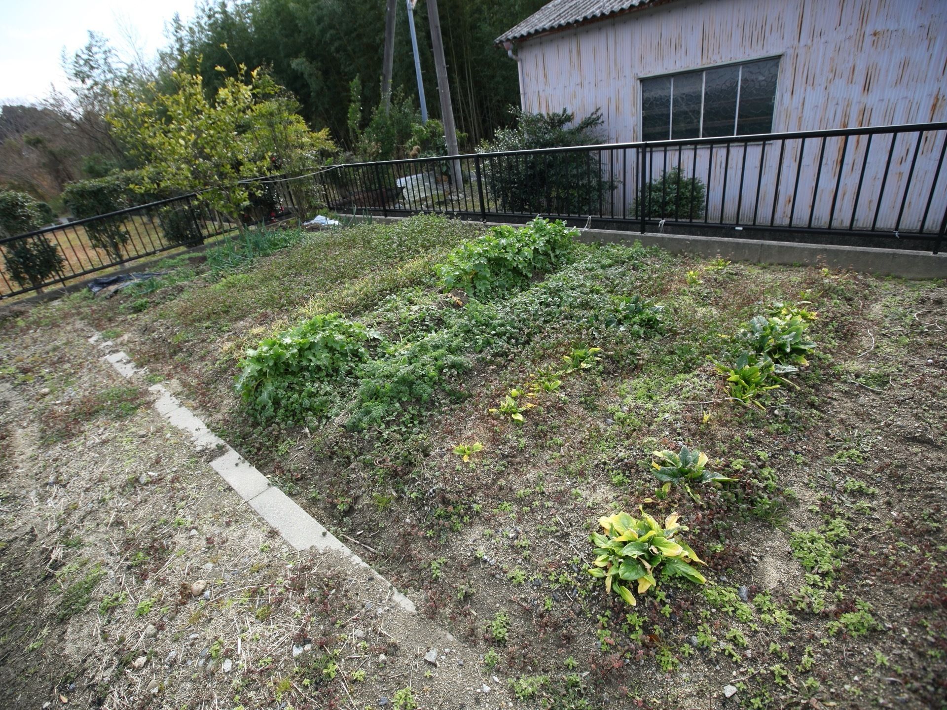 のどかな風景の中に菜園が設けられている。植えられた緑の植物が育ってきている。周囲には黒いフェンスが設置されている。