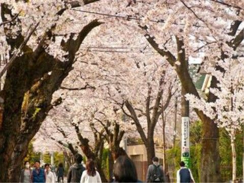 グランクレール成城ケアレジデンスの周辺環境。春にはこちらでお花見を行なっていただけます。車いすでのご参加もしていただけます。