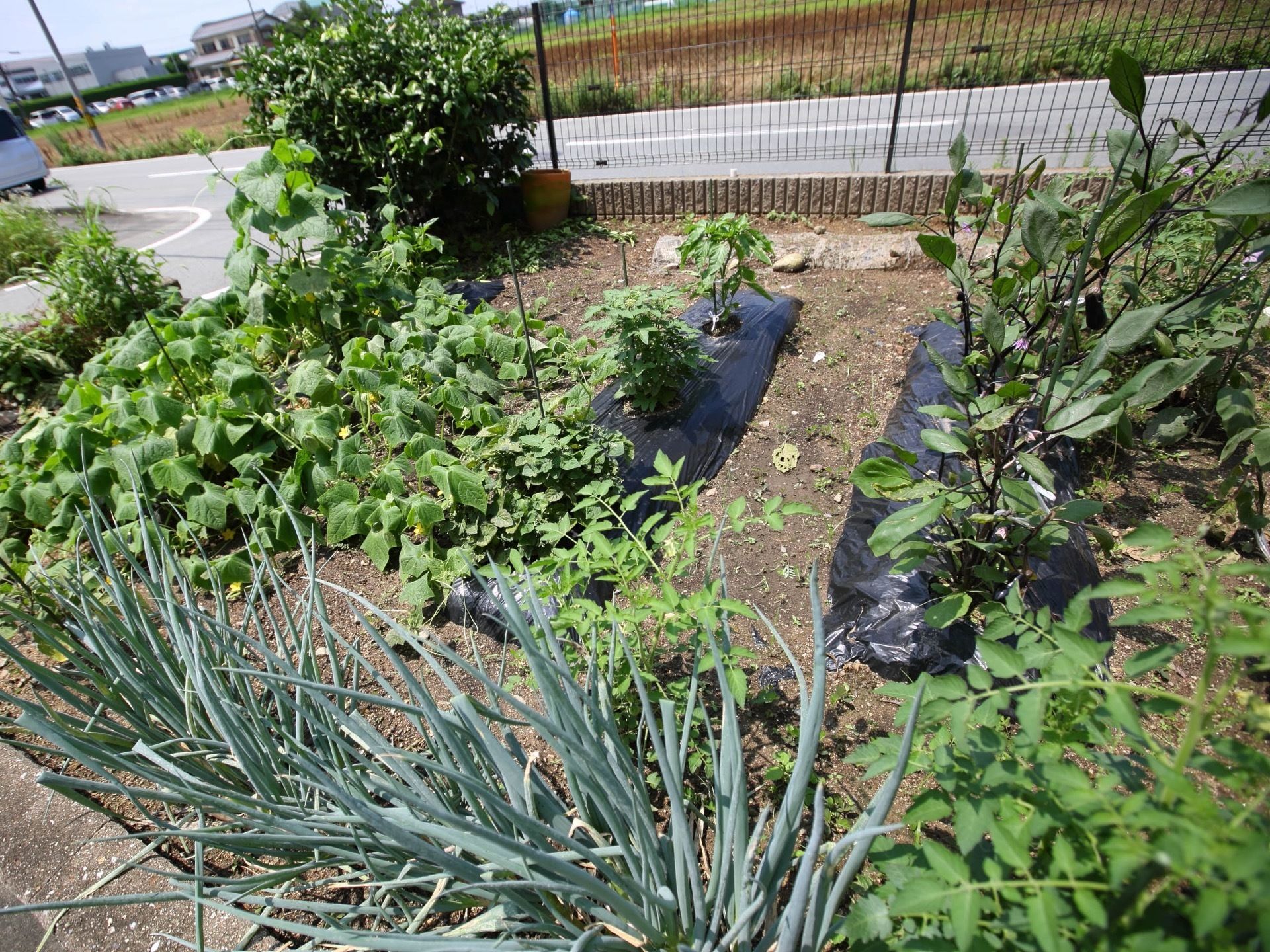 施設の敷地内には、数種類の野菜が植えられた菜園が設けられている。道路側に黒いフェンスが設置されている。
