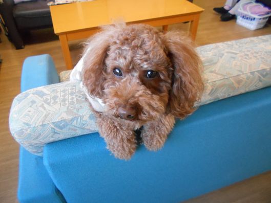 セラピー犬