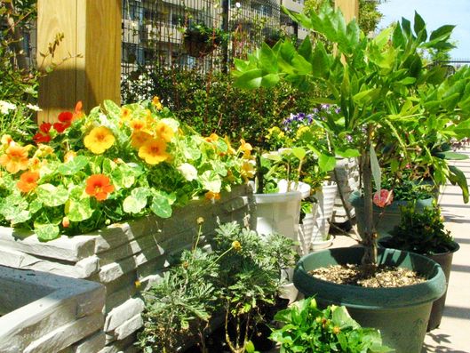 リハビリガーデン