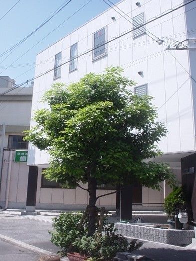 白を基調とした3階建ての建物。１階部分には駐車スペースもあり、木も植えられている。
