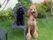 中庭の椅子に座っている小型犬と芝生にたたずむ大型犬。プードルが写っている