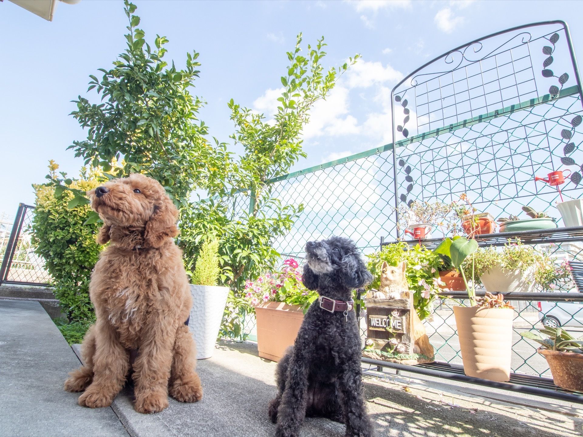 プードルが２匹、施設の看板犬として飼われている。犬と一緒にくつろぐことができる。季節の草花が育てられている。