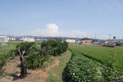 緑豊かな農園風景