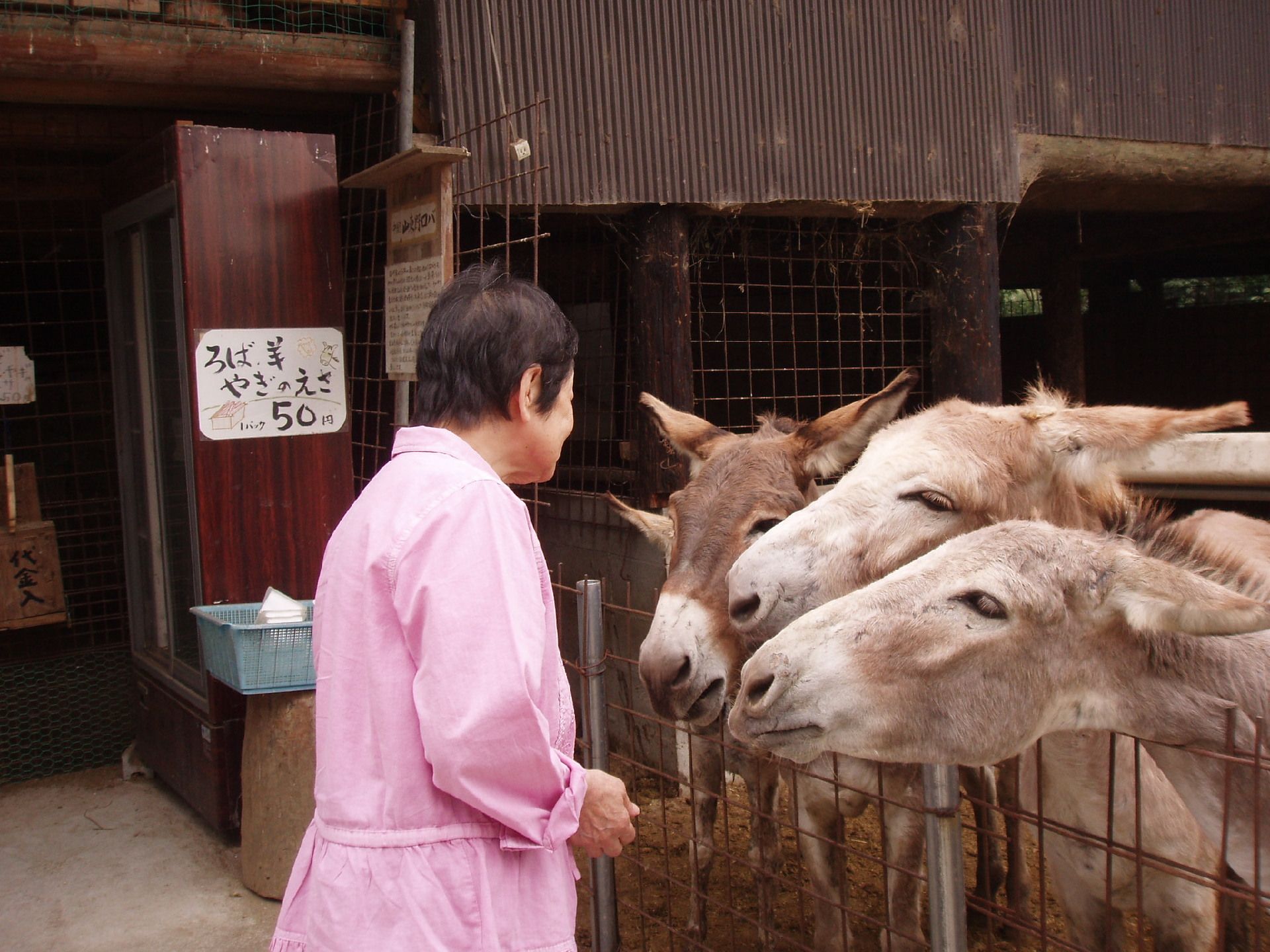 高齢者と動物のふれあい