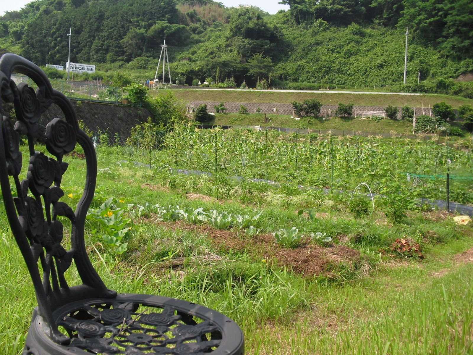 畑に何かを植えてある様子。緑豊かな場所を写した写真