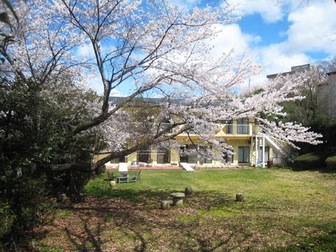 桜の木と建物の庭