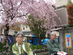 桜と共に過ごすひととき