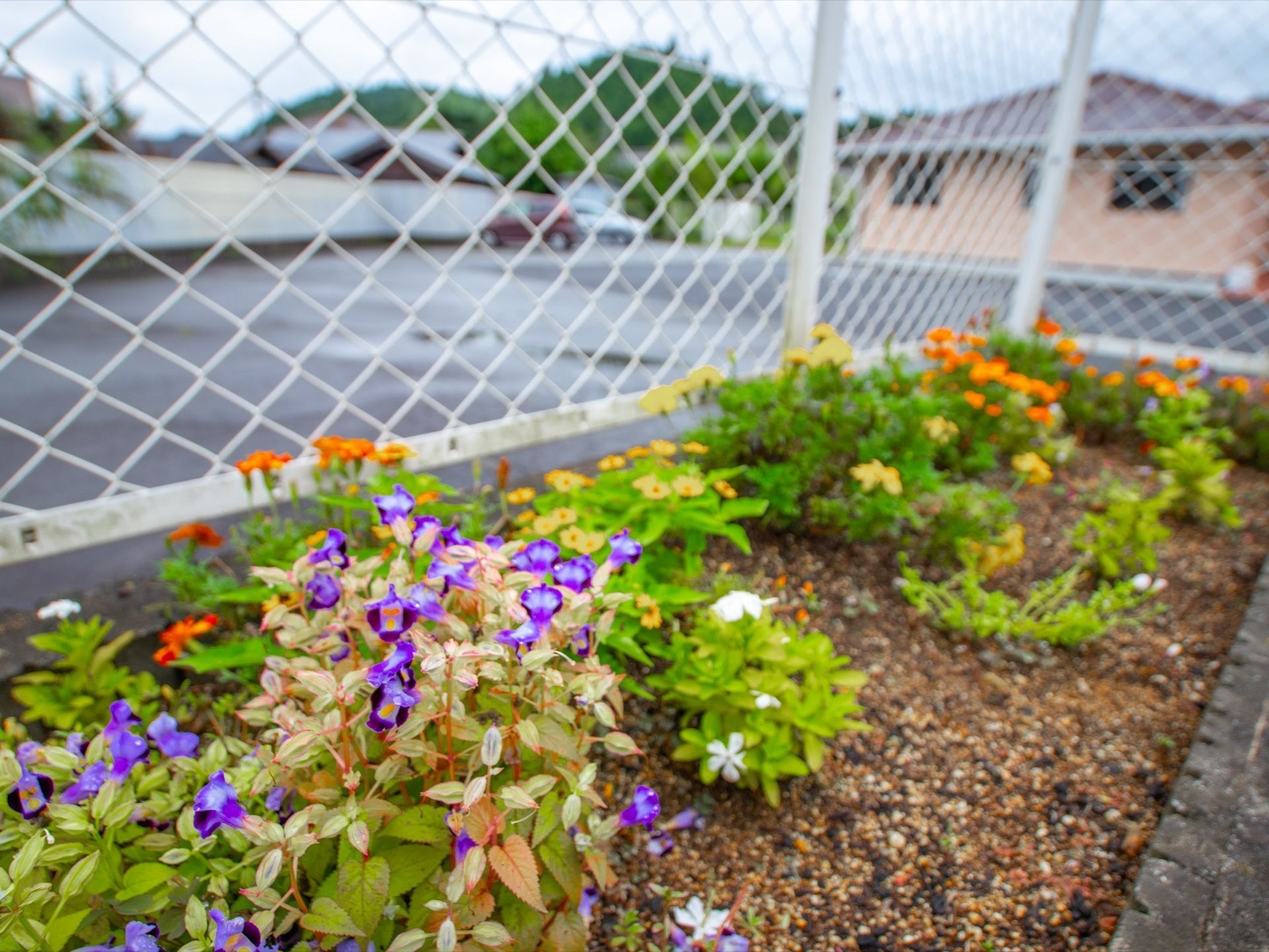 フェンスの脇に花壇があり、背丈の低い花が植えられている。雑草は生えておらず、手入れが行き届いている。