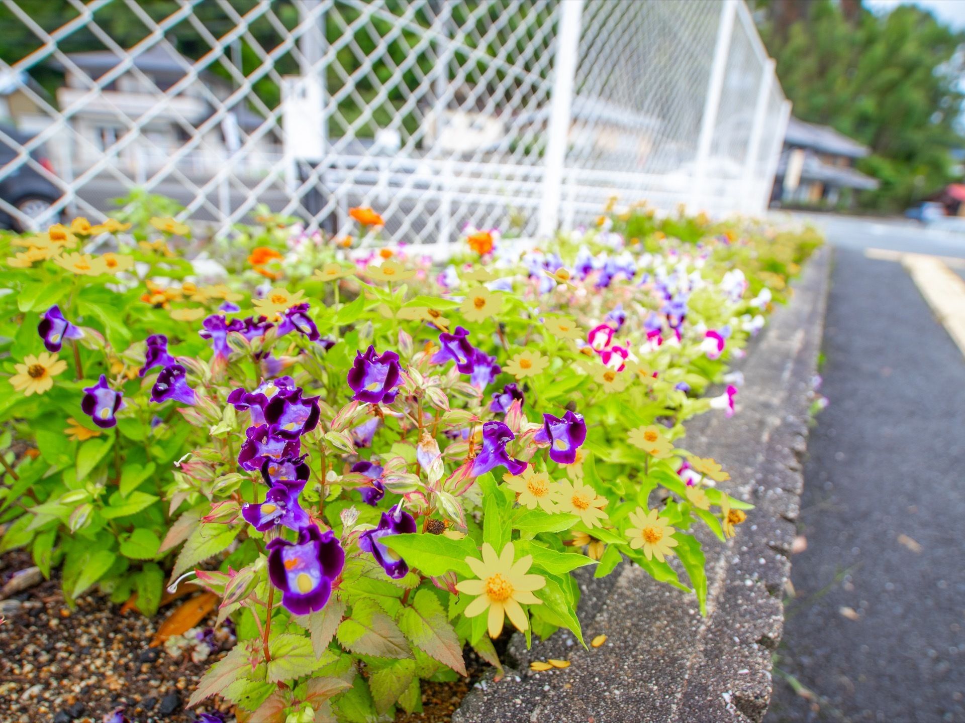白いフェンスの前には石造りの花壇が造られている。花壇には、パープル系のすみれや黄色やオレンジ、ピンクなどの愛らしい小花が咲いている。