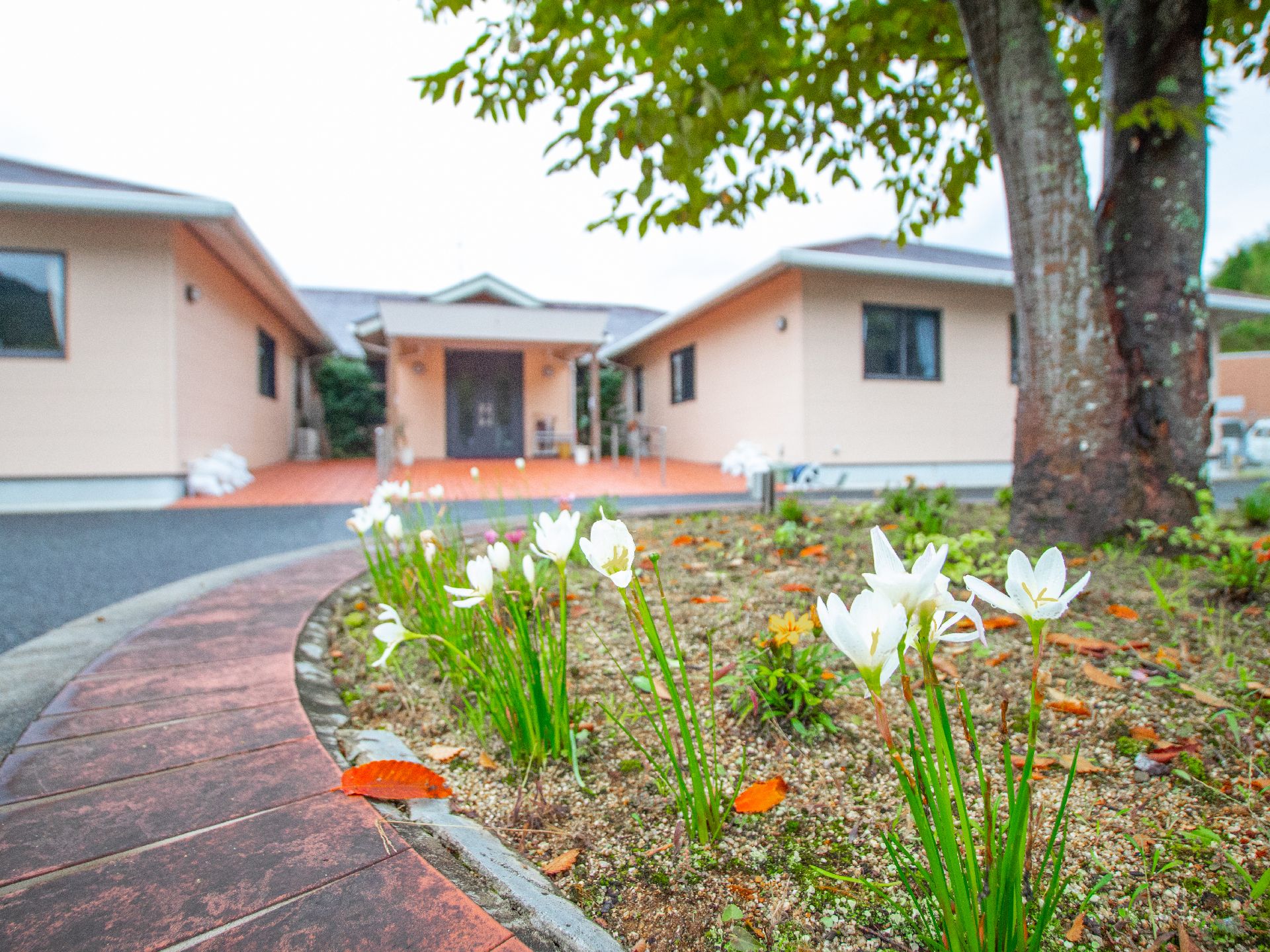 建物がある敷地内の大きな木のそばに咲く、小さな白い花