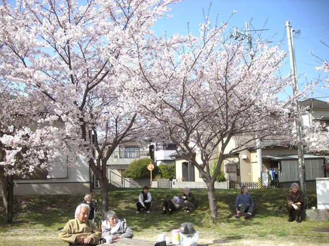 花がきれいに咲いた桜の木がたくさんある屋外で思い思いの場所に座り、花見を楽しんでいる入居者たち。