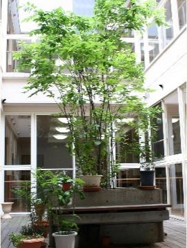 どの階からも眺めることができる中庭にはシンボルツリーとなる木を植えており、窓越しに自然を感じることができる。