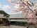 桜が咲く建物の外観