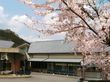 桜が咲く建物の外観