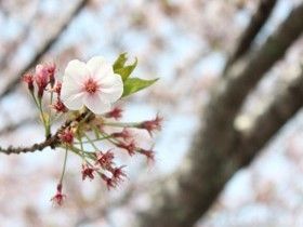 桜の花をバックに一リンの桜の花にクローズアップ。