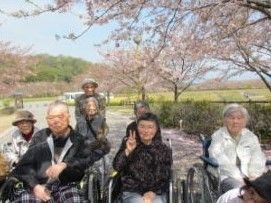 花見に出かけた入居者が桜の木の下に集まり記念撮影。車いすを利用している人もたくさんいる。