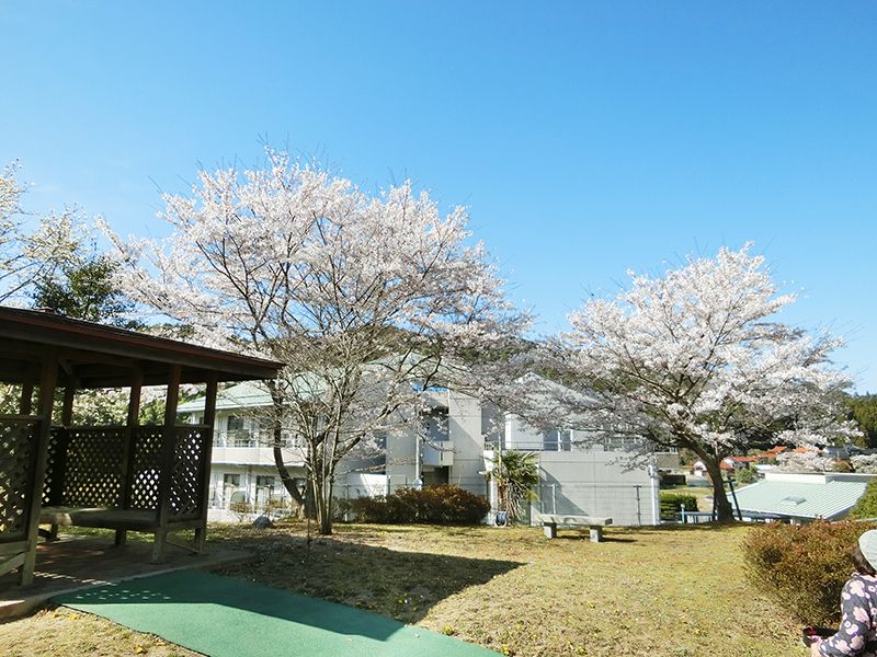 サクラの花がきれいに咲いていて、その奥には白を基調とした建物が建っている。