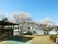 サクラの花がきれいに咲いていて、その奥には白を基調とした建物が建っている。