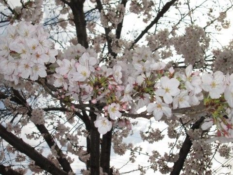 サービス付き高齢者向け住宅 福寿のお花見。毎年季節の節目にはスタッフと一緒にお出かけすることにしております。