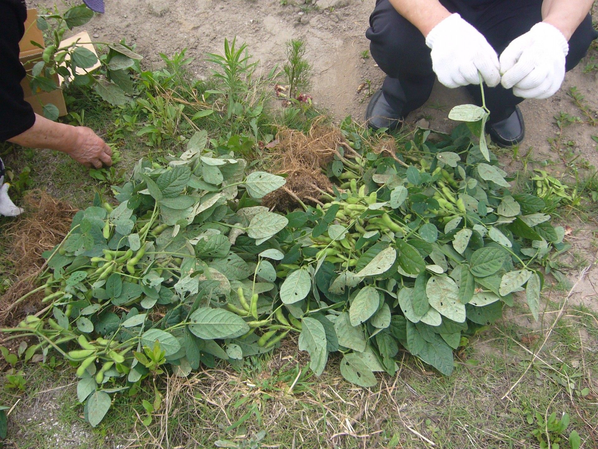 手袋をした手が植物を摘む様子